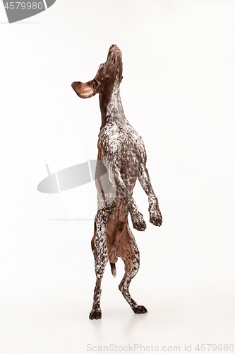 Image of German Shorthaired Pointer - Kurzhaar puppy dog isolated on white background