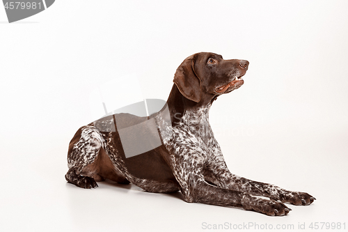 Image of German Shorthaired Pointer - Kurzhaar puppy dog isolated on white background