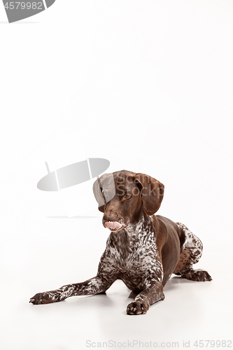 Image of German Shorthaired Pointer - Kurzhaar puppy dog isolated on white background