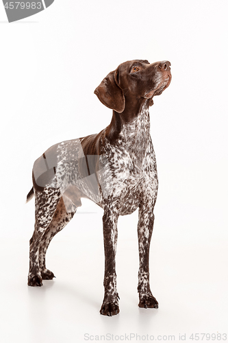 Image of German Shorthaired Pointer - Kurzhaar puppy dog isolated on white background