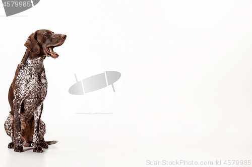 Image of German Shorthaired Pointer - Kurzhaar puppy dog isolated on white background