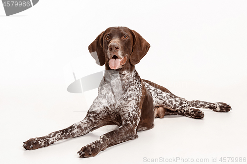 Image of German Shorthaired Pointer - Kurzhaar puppy dog isolated on white background