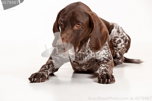 Image of German Shorthaired Pointer - Kurzhaar puppy dog isolated on white background