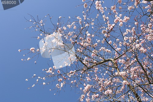 Image of Tree in blossom