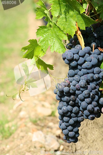 Image of Black grapes detail