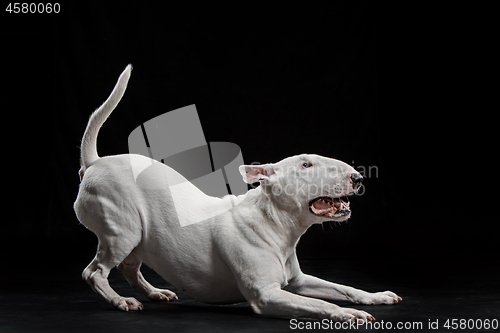 Image of Bull Terrier type Dog on black background