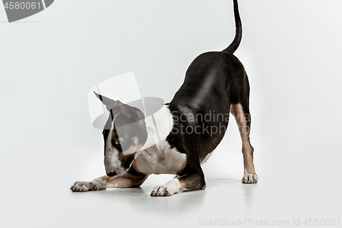 Image of Bull Terrier type Dog on white background