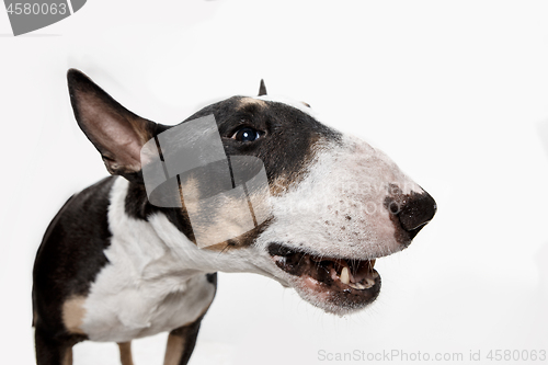 Image of Bull Terrier type Dog on white background