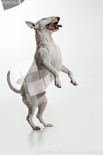 Image of Bull Terrier type Dog on white background