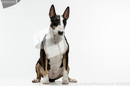 Image of Bull Terrier type Dog on white background