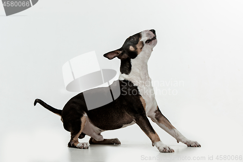 Image of Bull Terrier type Dog on white background