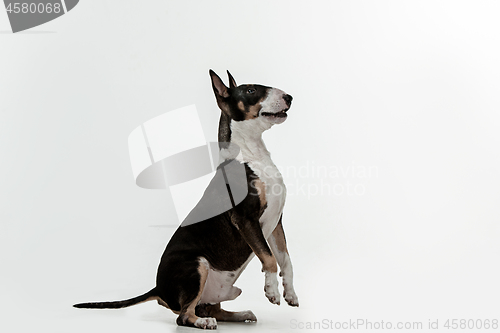 Image of Bull Terrier type Dog on white background