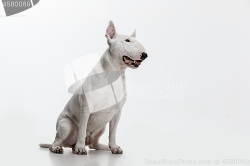 Image of Bull Terrier type Dog on white background