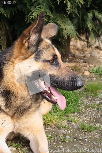 Image of German shepherd