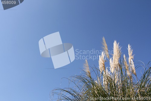 Image of Pampas grass