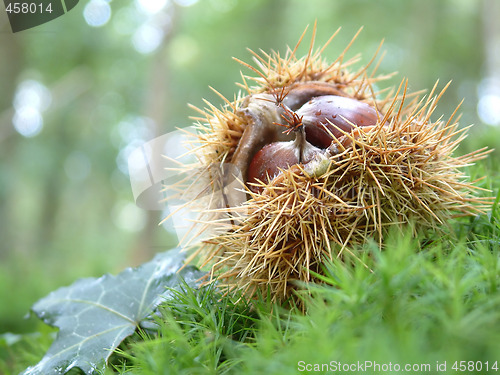 Image of Chestnuts