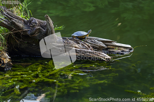 Image of The turtle sits on a log in the middle of the lake