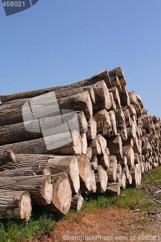 Image of Timber pile