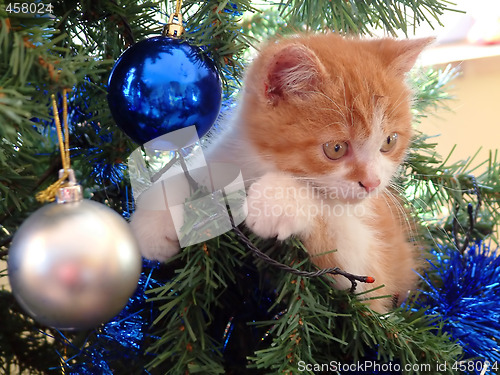 Image of The christmas kitten