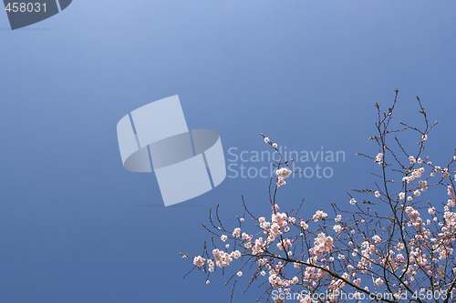 Image of Shrub with pink flowers