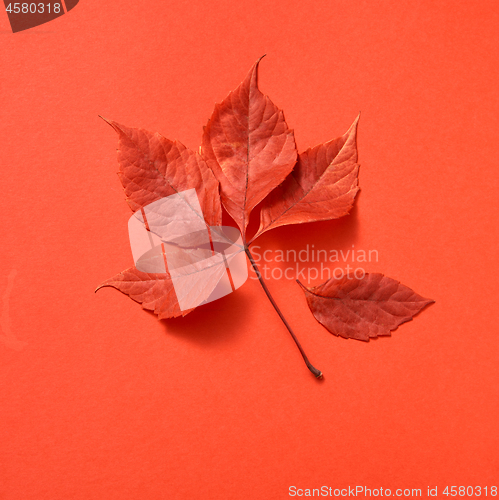 Image of Autumn colored leaves on a coral background.