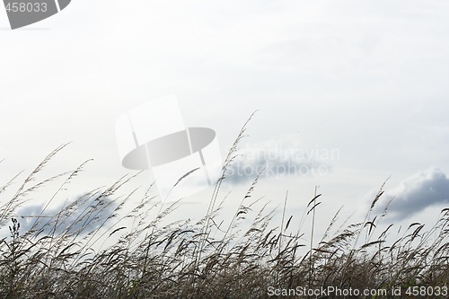 Image of Backlighted grass