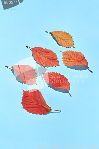 Image of Creative autumn leaves pattern from red colored foliage.