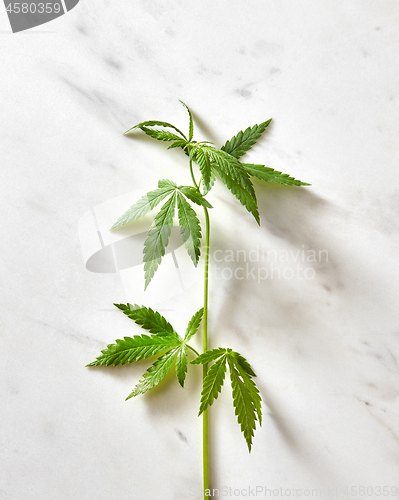 Image of Sprig of organic cannabis leaves.