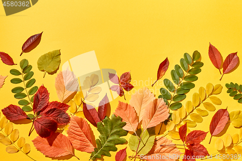 Image of Autumn background handmade from colorful leaves.
