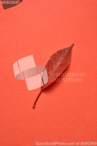 Image of Red colored autumn leaf with soft shadows.