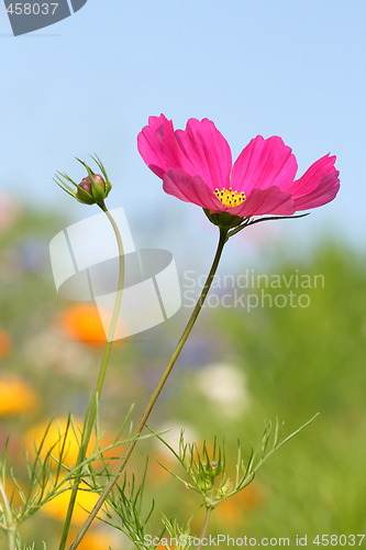 Image of Magenta flower