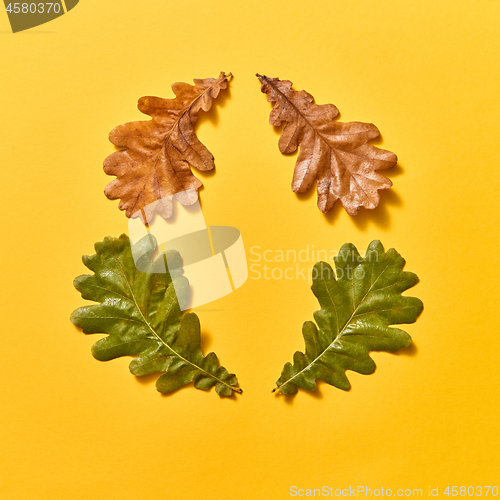 Image of Creative frame from autumn oak leaves on an yellow.