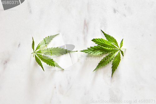 Image of Two leaves of green cannabis.
