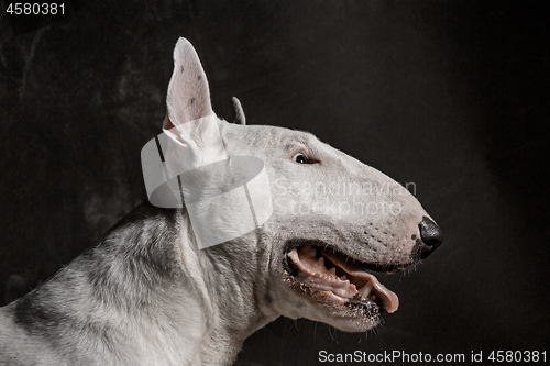 Image of Bull Terrier type Dog on black background