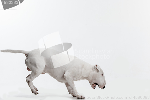 Image of Bull Terrier type Dog on white background