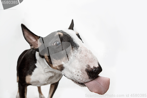 Image of Bull Terrier type Dog on white background