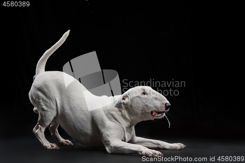 Image of Bull Terrier type Dog on black background