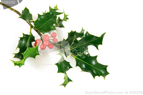 Image of Holly