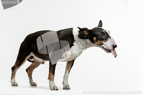 Image of Bull Terrier type Dog on white background