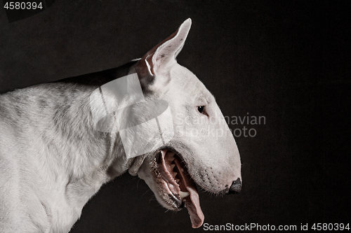 Image of Bull Terrier type Dog on black background