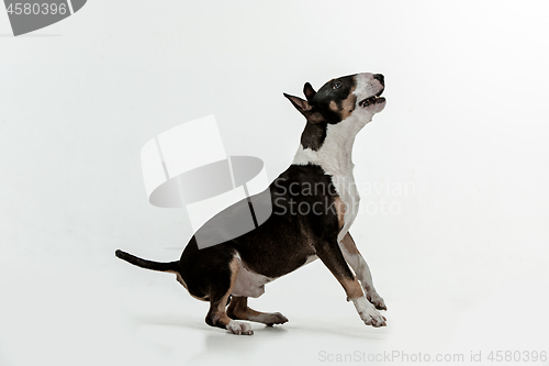 Image of Bull Terrier type Dog on white background