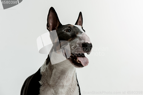 Image of Bull Terrier type Dog on white background