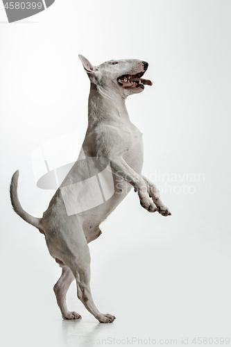 Image of Bull Terrier type Dog on white background