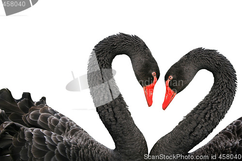 Image of Black swans