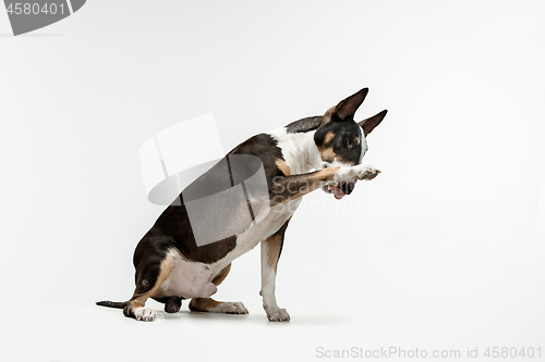 Image of Bull Terrier type Dog on white background