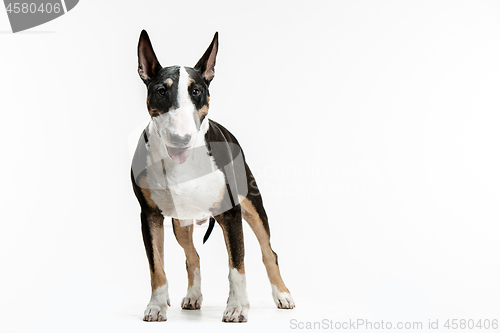 Image of Bull Terrier type Dog on white background