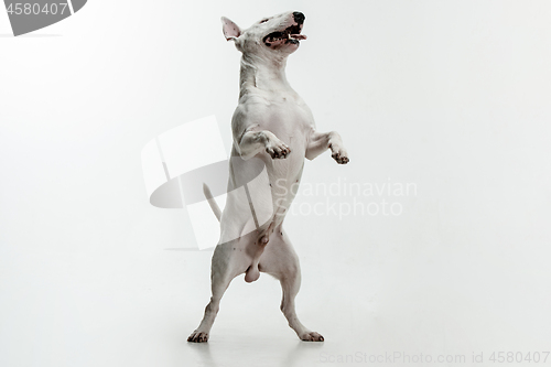 Image of Bull Terrier type Dog on white background