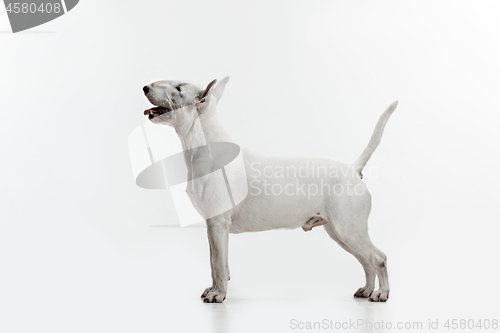 Image of Bull Terrier type Dog on white background