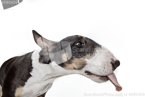 Image of Bull Terrier type Dog on white background