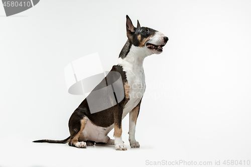 Image of Bull Terrier type Dog on white background